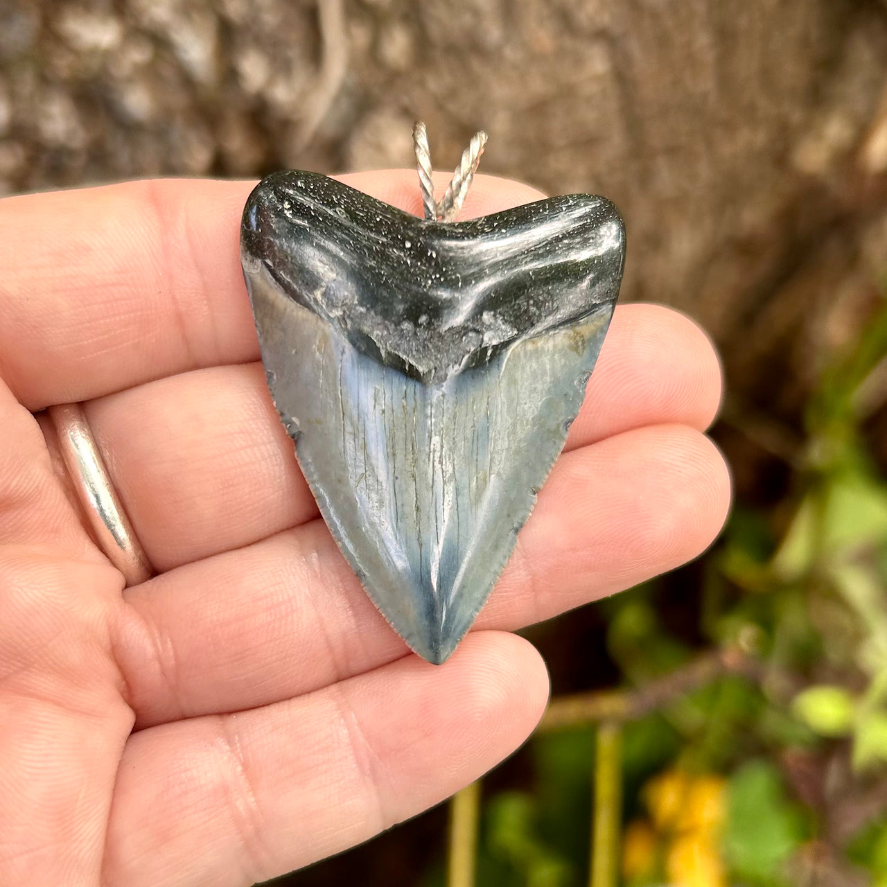 1 7/8“ Megalodon Pendant- STFP06