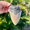 4 5/8” Partial Megalodon Tooth- Meg04