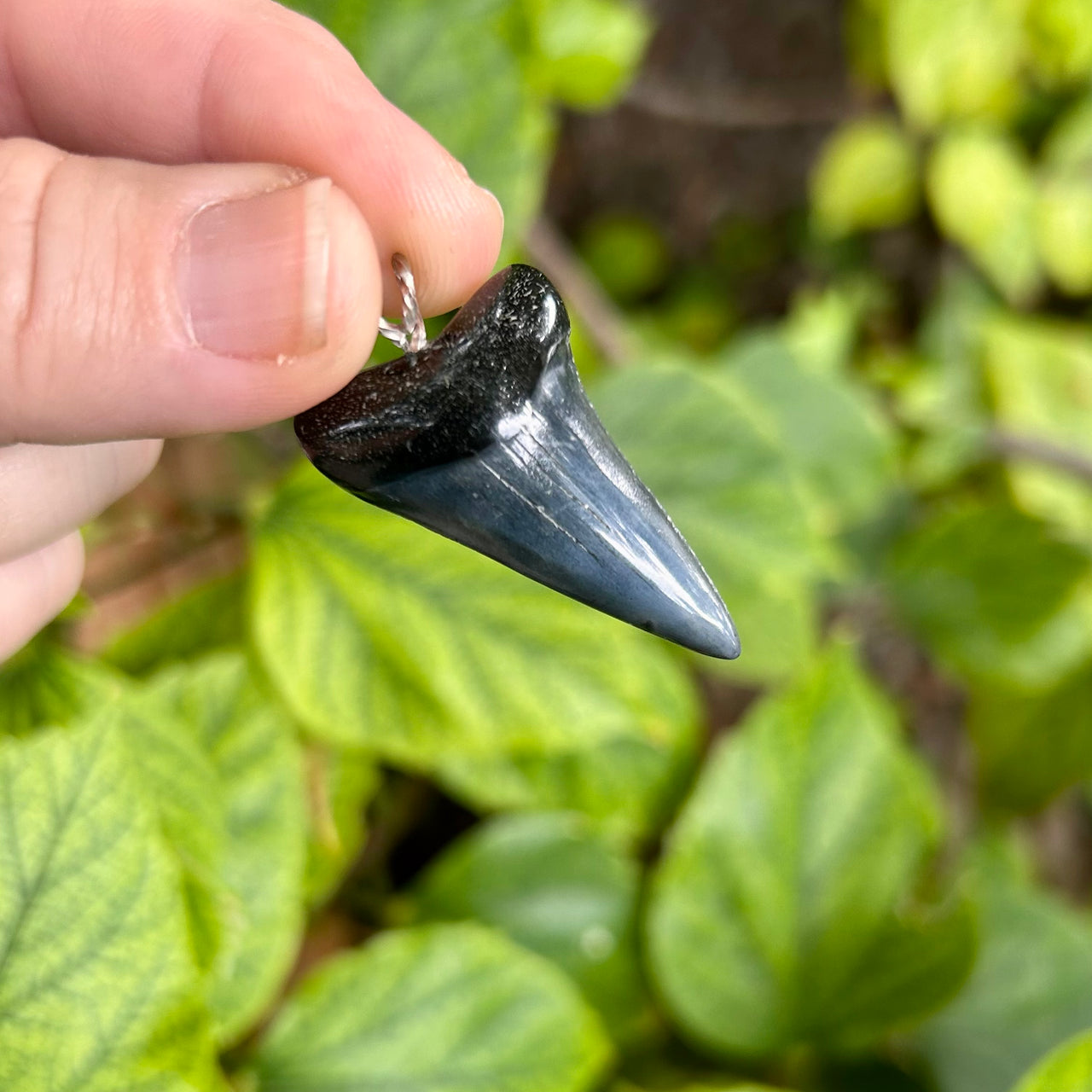 Sleek Fossil Mako Tooth Pendant- STFP19