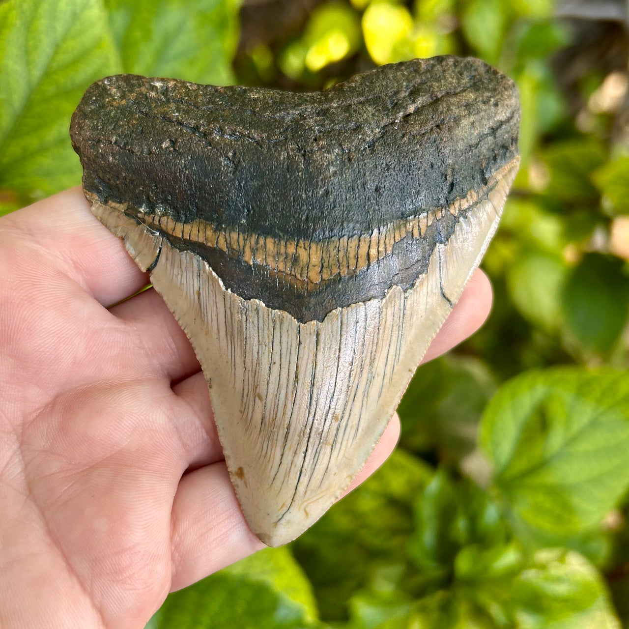 3 1/2" Megalodon Tooth- Meg18