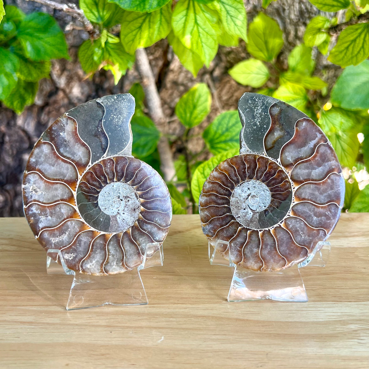 3 1/2” Ammonite Fossil Split Pair