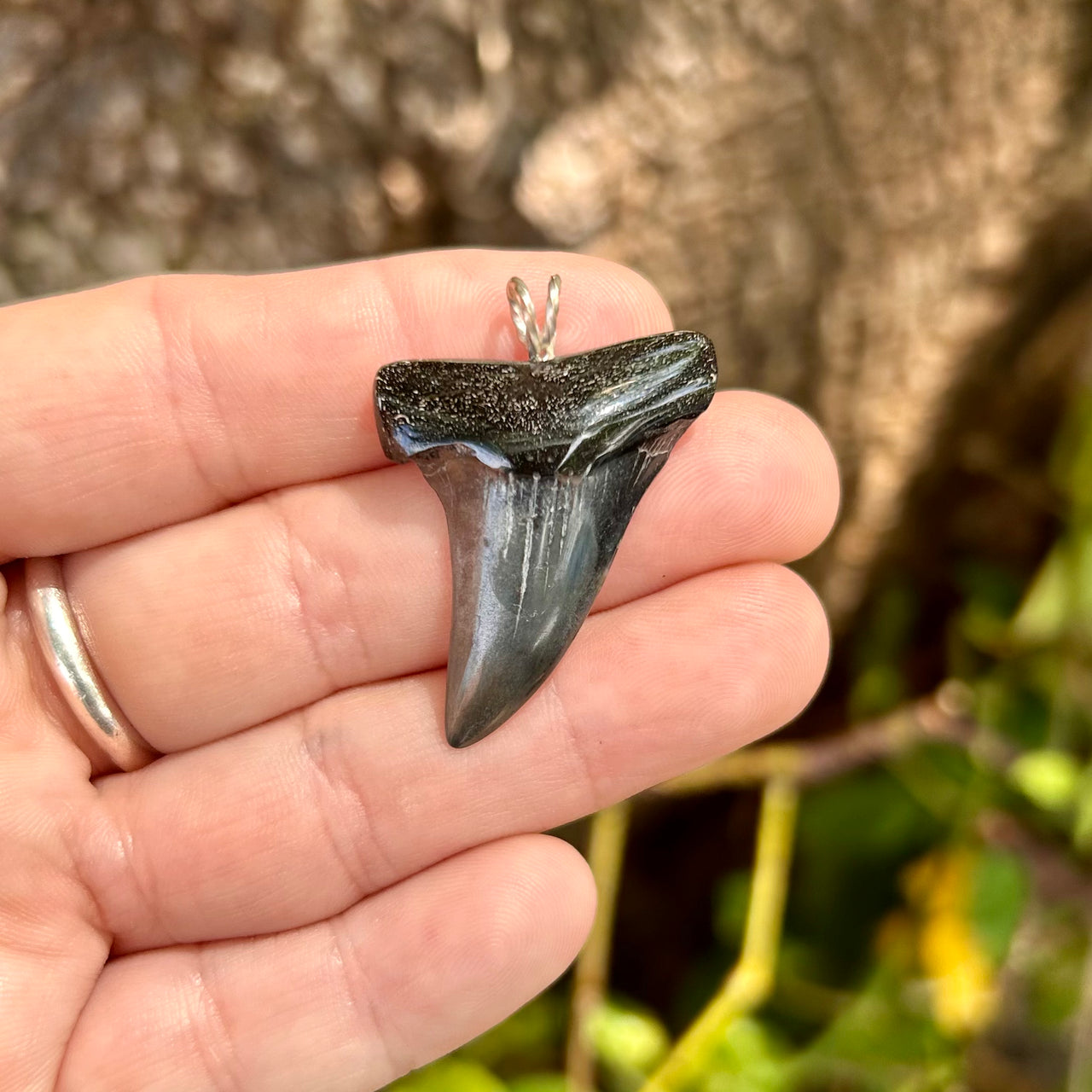 1 1/2” Fossil Mako Pendant- STFP47
