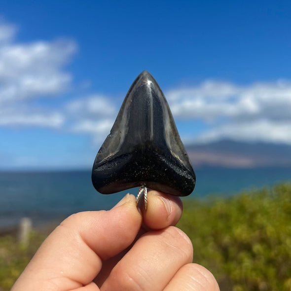 2 1/8” Megalodon Tooth Pendant- STFP41