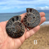 Small Ammonite Fossil Split Pairs