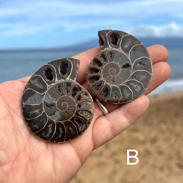 Small Ammonite Fossil Split Pairs