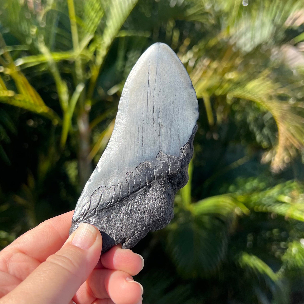 5 1/8” Partial Megalodon Tooth- Meg65