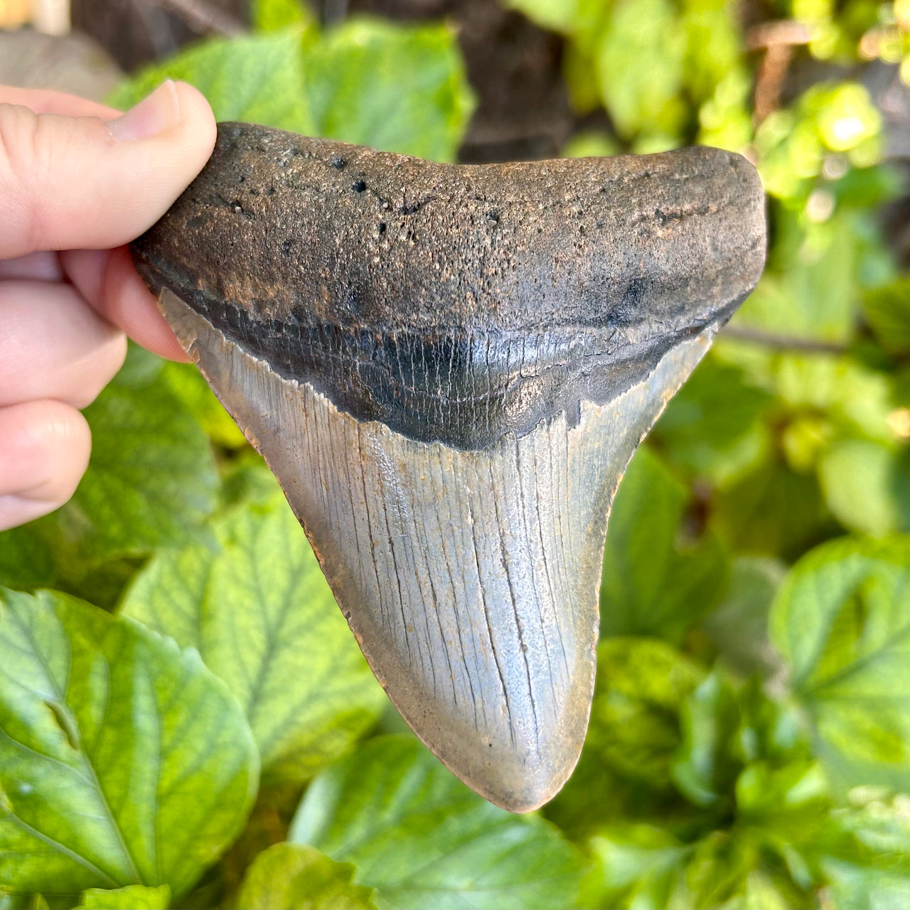 4 1/4" Megalodon Tooth- Meg78