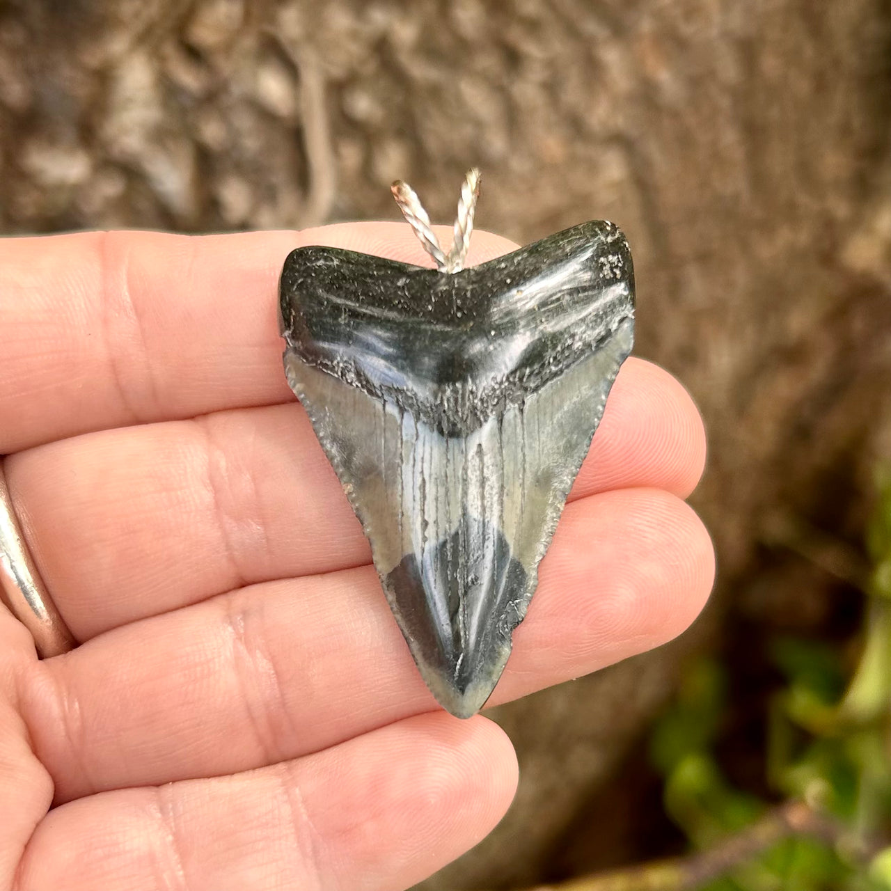 1 3/4" Megalodon Pendant - STFP53