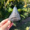 4 1/8” Partial Megalodon Tooth- Meg25