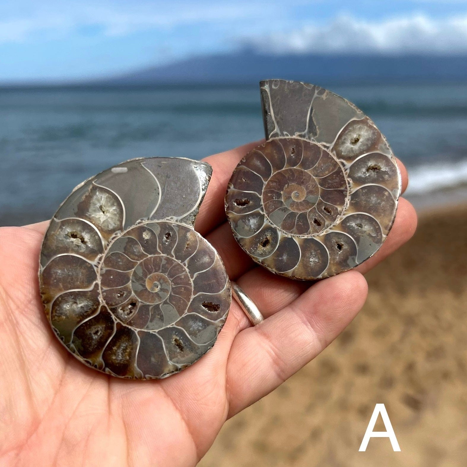 Ammonite Fossils | Ammonite Pendants | Whaler's Locker