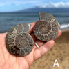 Small Ammonite Fossil Split Pairs