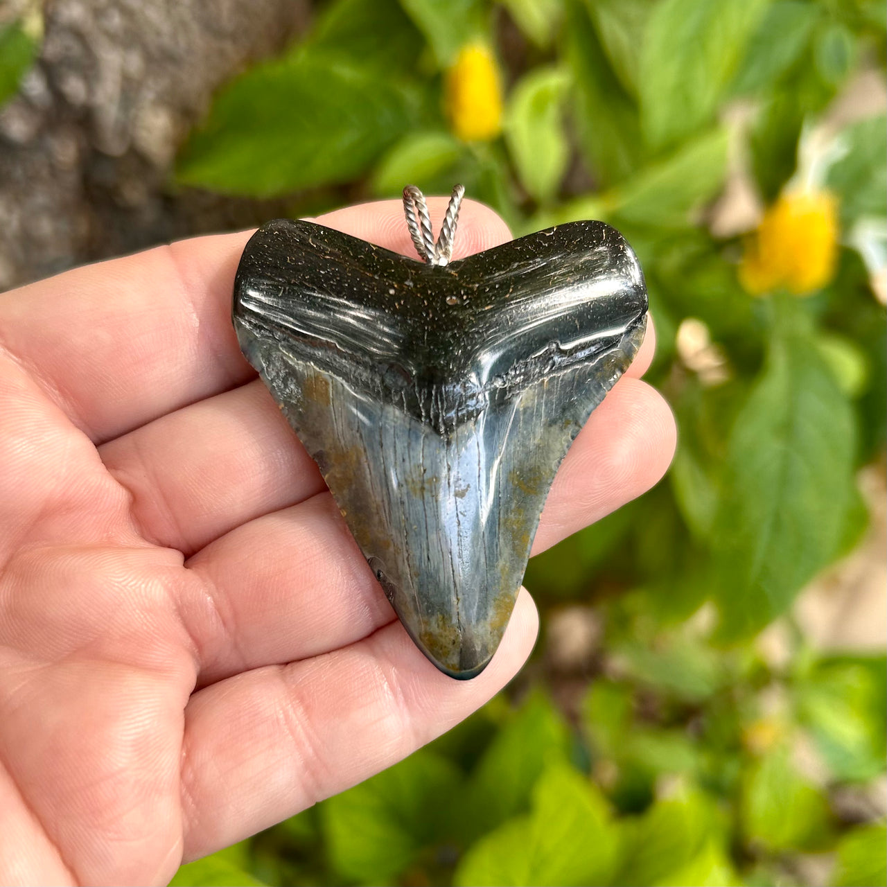 2 1/4" Megalodon Pendant - STFP53