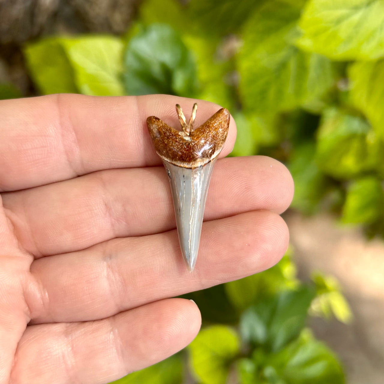 1 1/2" Fossil Mako Tooth Pendant- STFP43