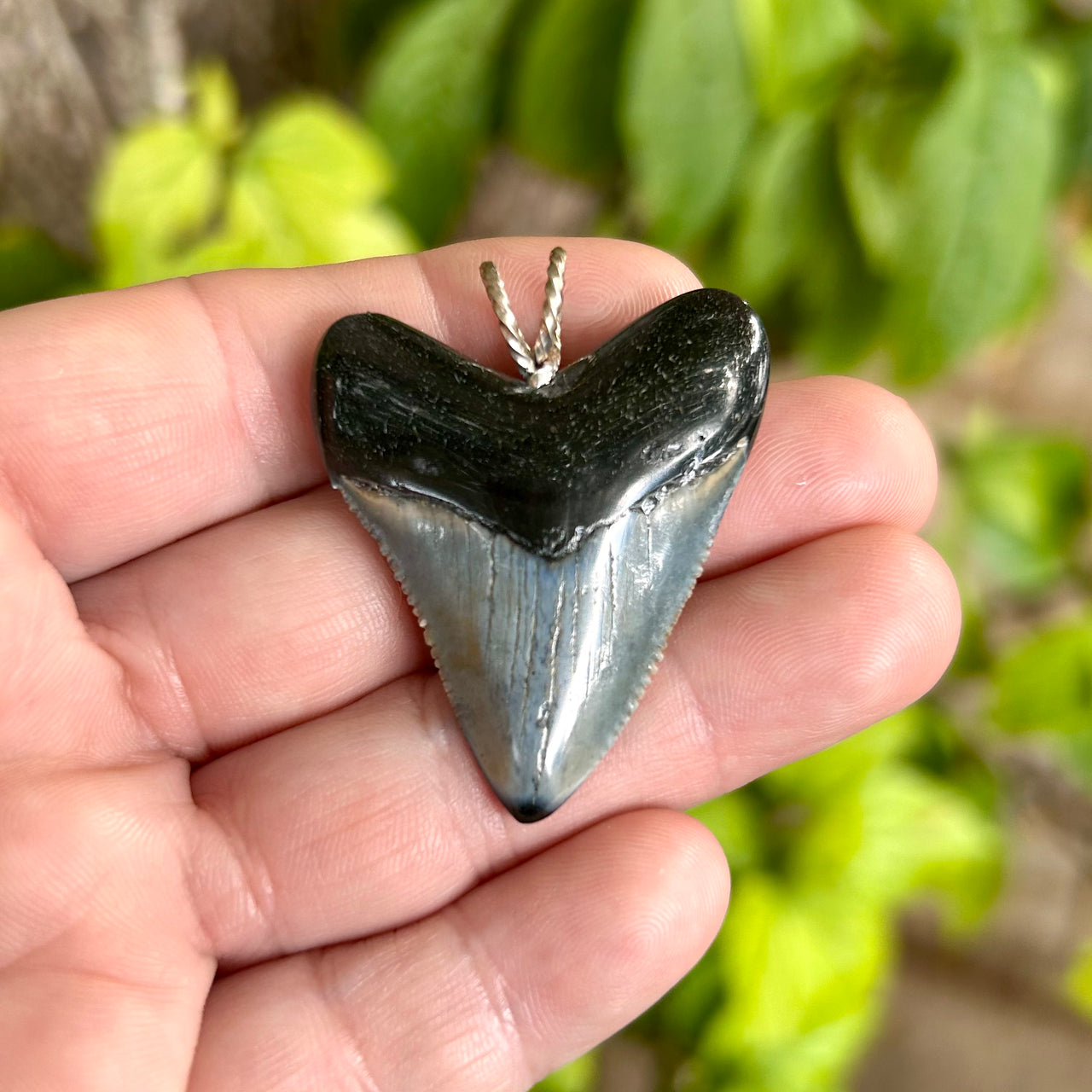 1 7/8” Megalodon Tooth Pendant- STFP49