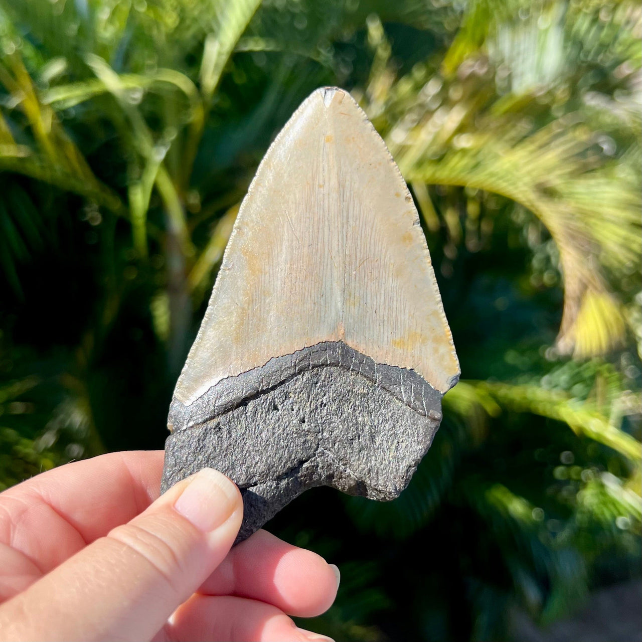 4 5/8” Partial Megalodon Tooth- Meg04