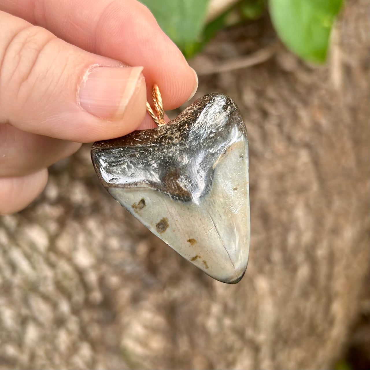 1 9/16” Megalodon Tooth Pendant- STFP50