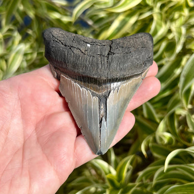 3 5/8” Megalodon Tooth