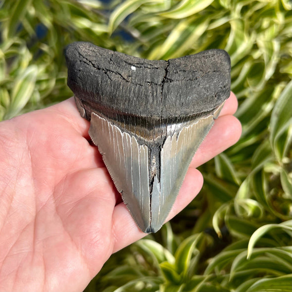 3 5/8” Extra Cute Megalodon Tooth- MEG30