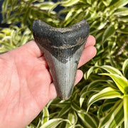 3 1/4" Megalodon Tooth