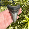 3 1/4" Megalodon Tooth