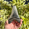 Back of 3.25 Inch Megalodon Shark Tooth Fossil