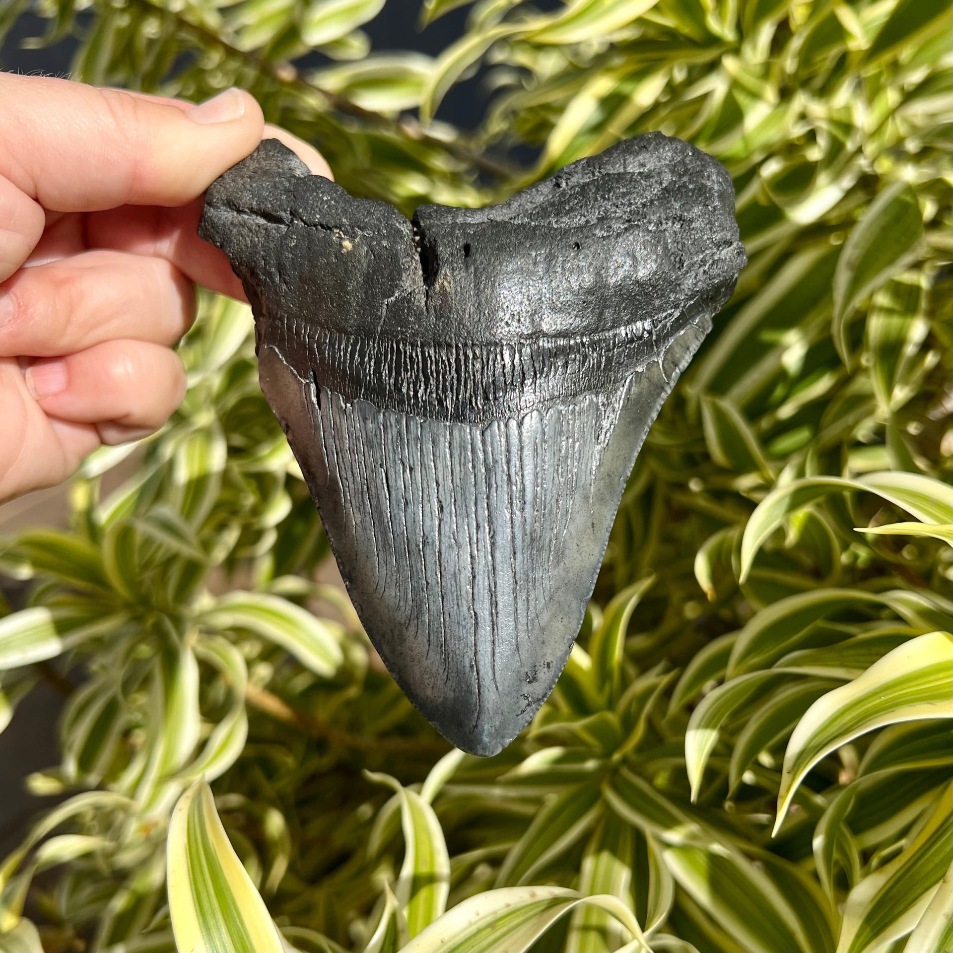 5” Dark Megalodon Tooth