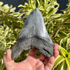 Back of 5” Dark Megalodon Tooth