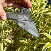 5” Dark Megalodon Tooth Fossil