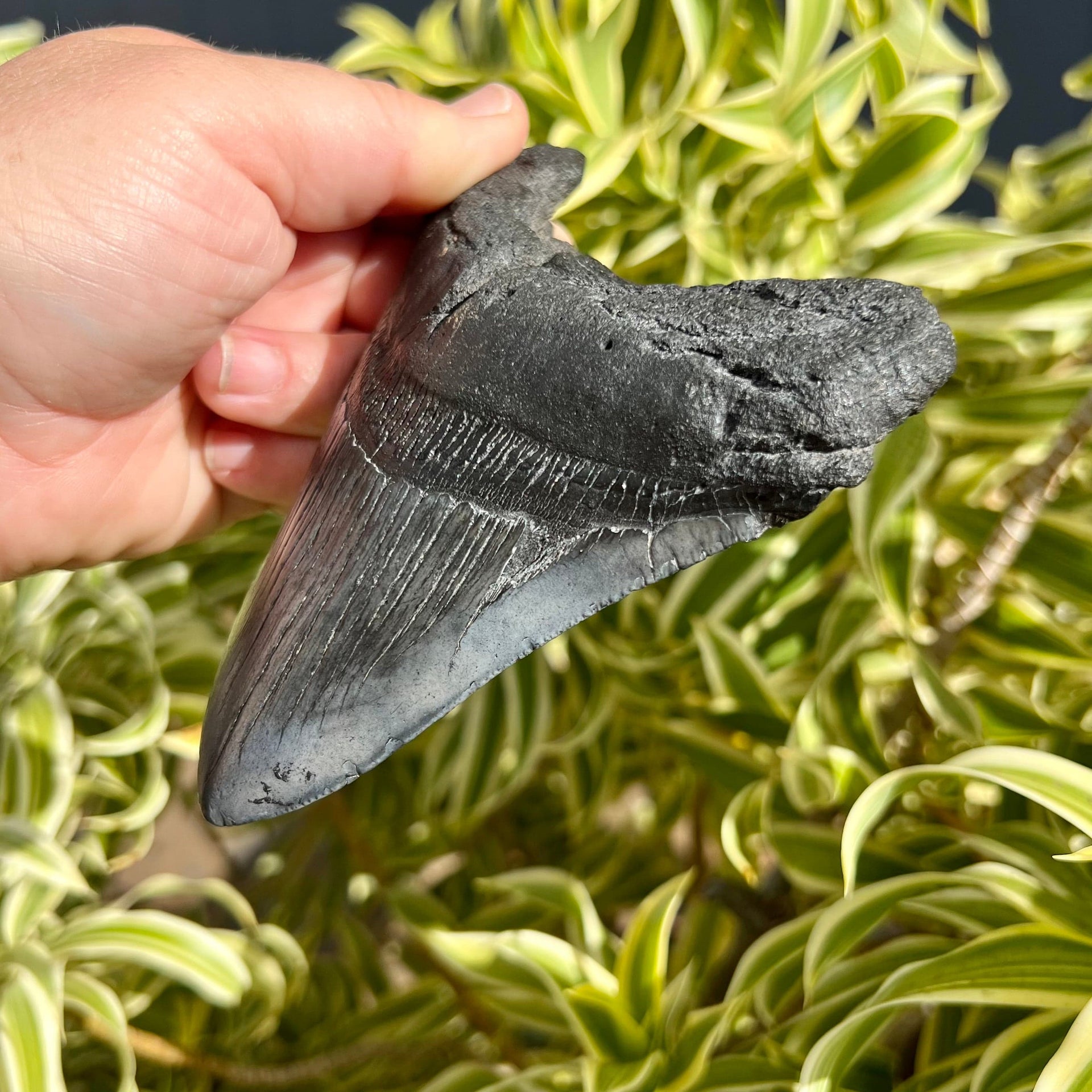 5 Inch Dark Megalodon Shark Tooth Fossil