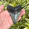3 5/8” Megalodon Fossil Tooth- Meg61