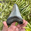 3 5/8” Megalodon Fossil Tooth- Meg61
