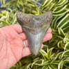 3 3/4” Megalodon Tooth- Meg12