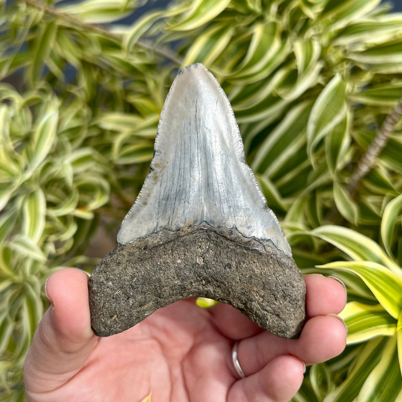 3 3/4” Megalodon Tooth- Meg12