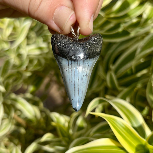 Fossil Mako Tooth Pendant- STFP29