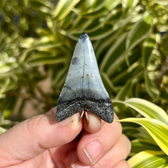 Fossil Mako Tooth Pendant- STFP29