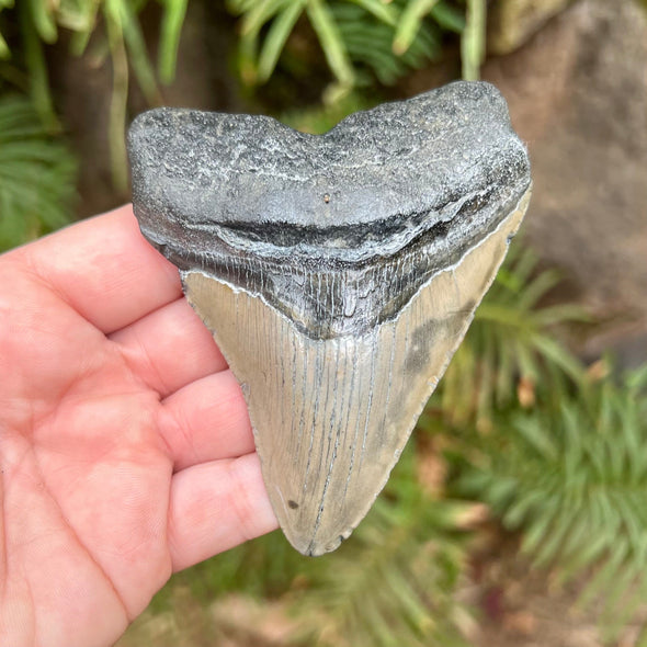 3 3/4” Megalodon Fossil Tooth- Meg33