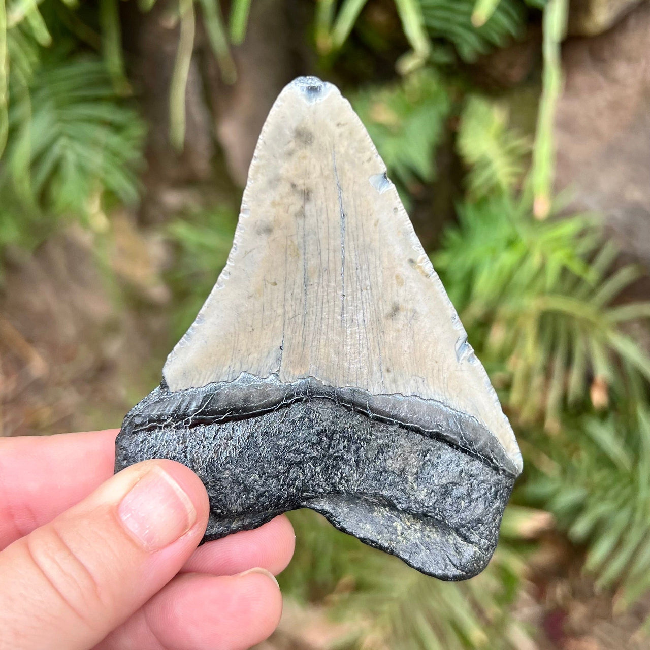 3 3/4” Megalodon Fossil Tooth- Meg33