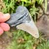 3 3/4” Megalodon Fossil Tooth- Meg33