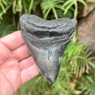 3 7/8” Megalodon Fossil Tooth