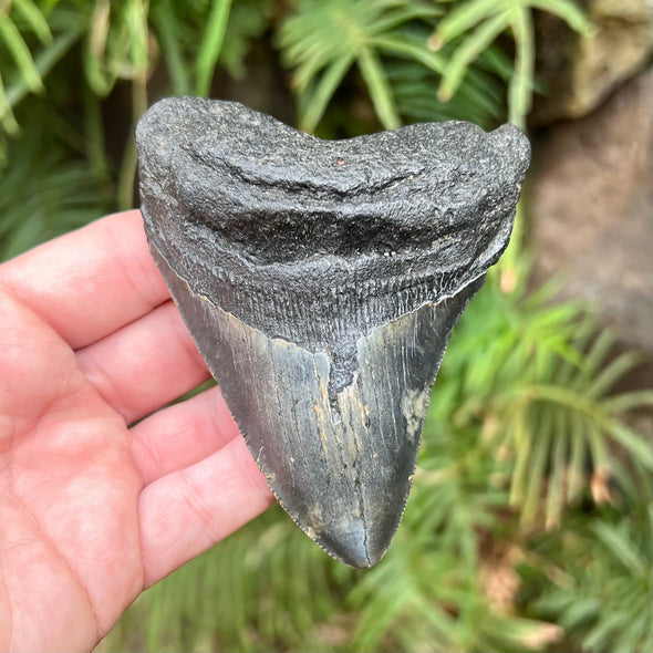 3 7/8” Megalodon Fossil Tooth- Meg52