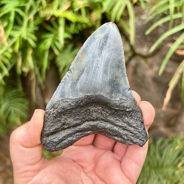 Back of 3 7/8” Megalodon Tooth Fossil