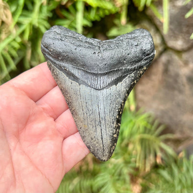 3 3/4” Megalodon Fossil Tooth