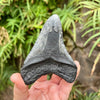3 3/4” Megalodon Fossil Tooth- Meg54