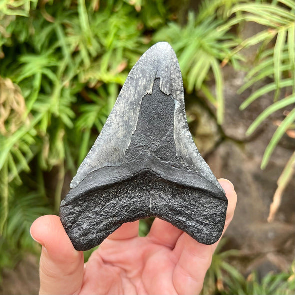 Back of 3 3/4” Megalodon Tooth Fossil