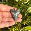 Bone Valley Megalodon Tooth Pendant- BVP10