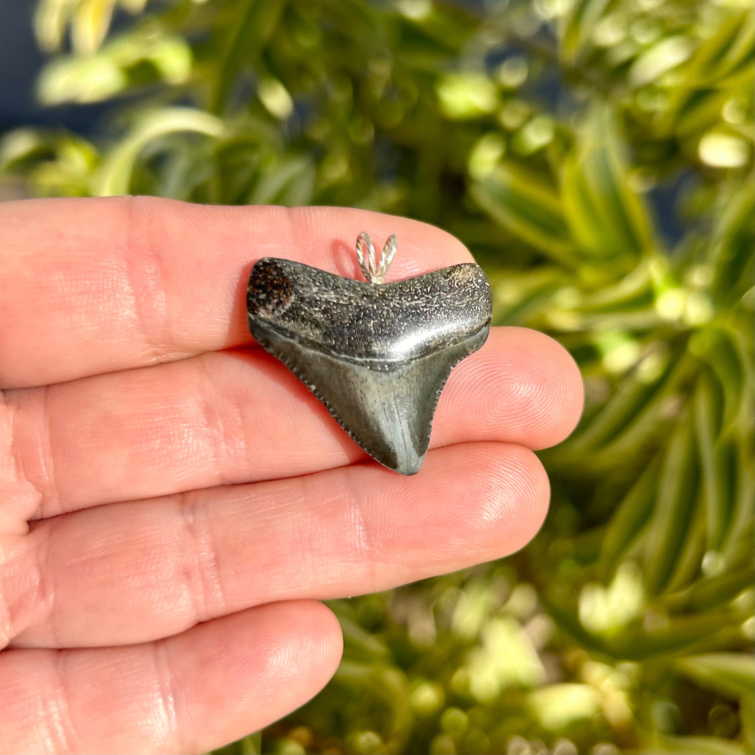Mini Megalodon Tooth Pendant Necklace