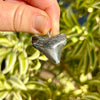 1 1/8 Inch Mini Megalodon Shark Tooth Pendant