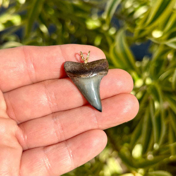 Shapely Fossil Mako Tooth Pendant- STFP22