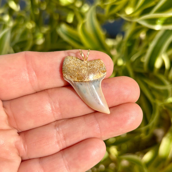 Mako Fossil Shark Tooth Pendant with Gold Fill Wire Bale