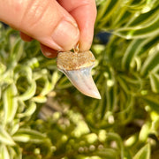 1 1/4” Mako Fossil Tooth Pendant